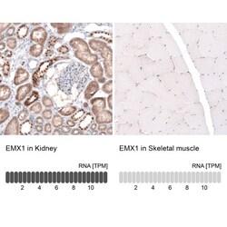 NDUFB5 Antibody, Novus Biologicals:Antibodies:Primary Antibodies